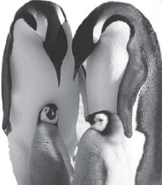 March of the Penguins, Morgan Freeeman, global warming, Gurdjieff, Fourth Way